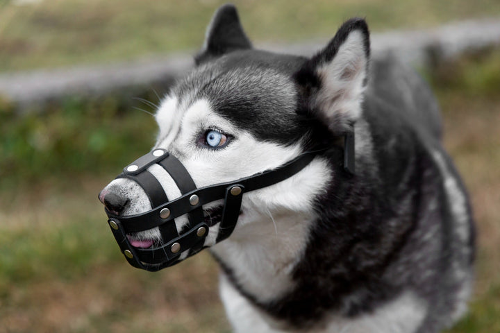 Dog Muzzles