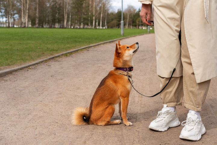 Collars, Leashes & Safety