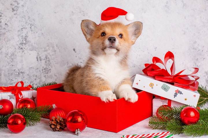 Seasonal & Holiday