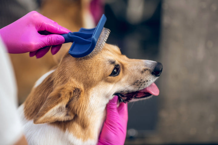 Grooming & Health