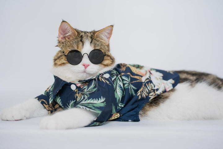 Pet Apparel & Fashion